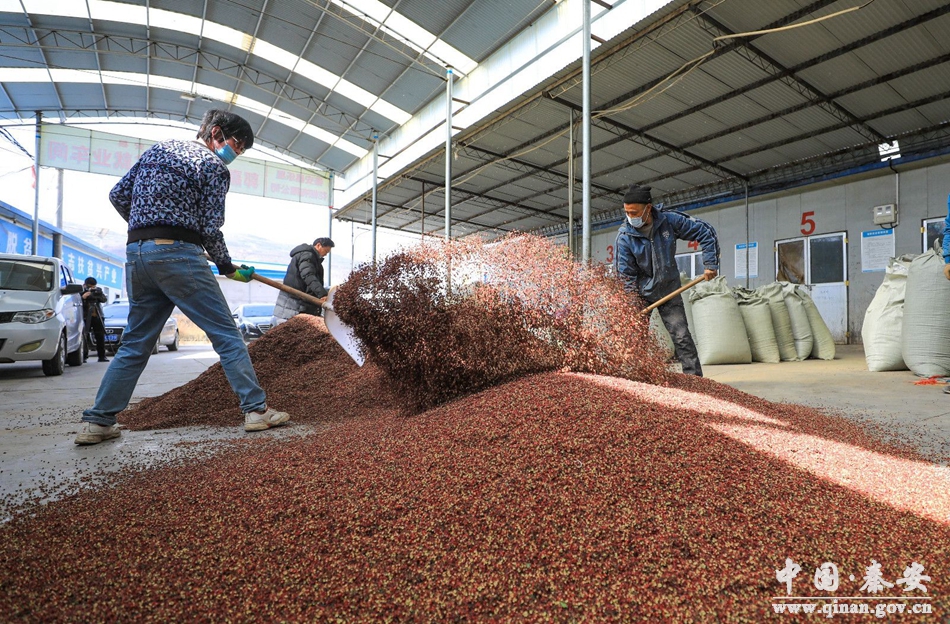 秦安王铺花椒种植技术,秦安多措并举保障花椒丰产丰收