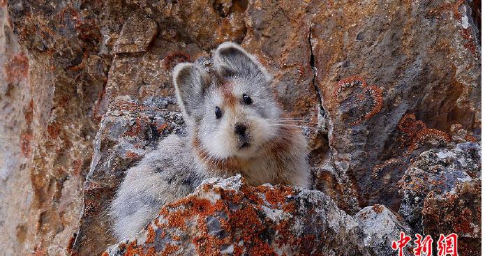“鹿哈”改名了/搜包耽误员工下班，苹果赔偿2亿
