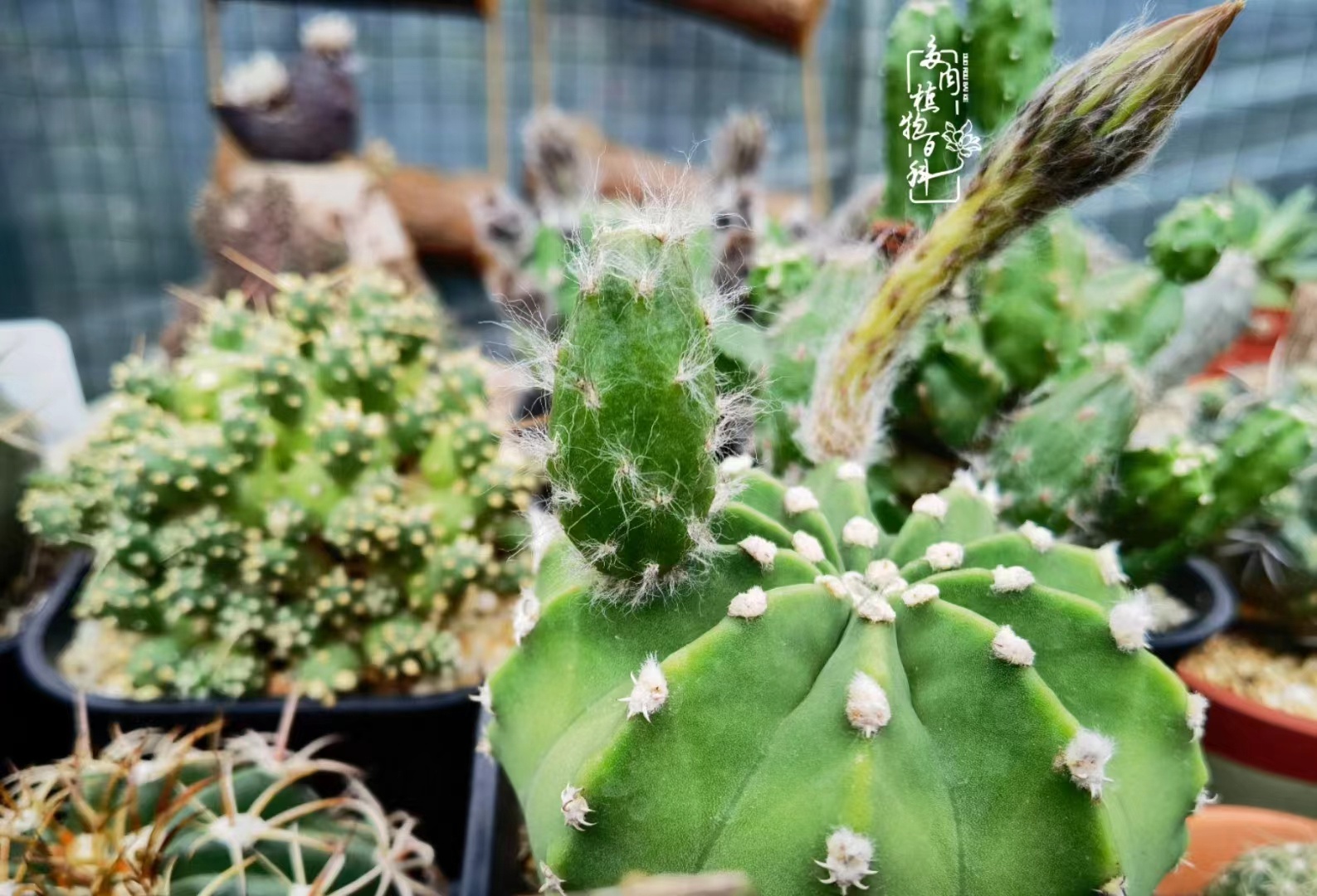 澶氳倝甯傚満涔辫薄,鐩樼偣澶╀环澶氳倝