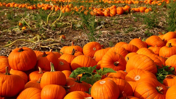 组团偷瓜老人处理结果,老人组团偷瓜怎么处理