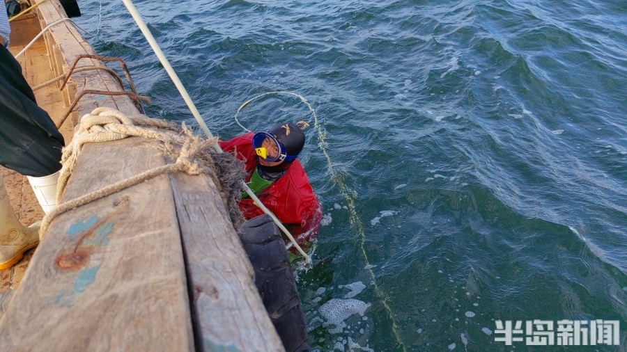 桂东出海记丨猛子将，海底捞！高风险，水上漂！好宝贝，浪里淘！揭秘胶州湾深潜捕捞者