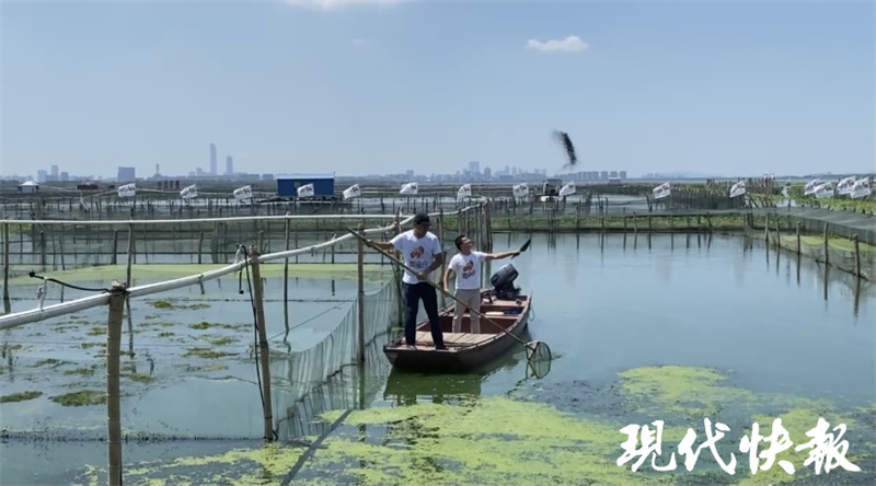 阳澄湖大闸蟹上市时间和价格表,阳澄湖大闸蟹今年上市时间