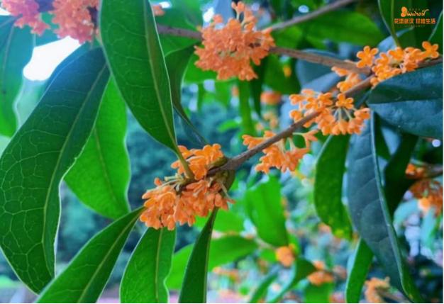 武汉花博汇花展,武汉花展最新消息