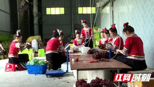 绥宁粽叶厂托起瑶乡致富梦,绥宁乡村振兴