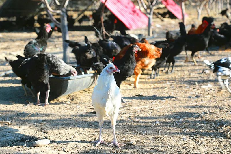 霍城养殖基地,庭院养殖使农民致富