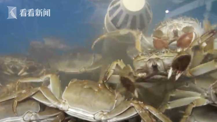阳澄湖现在还有大闸蟹吗,阳澄湖大闸蟹和螃蟹的区别