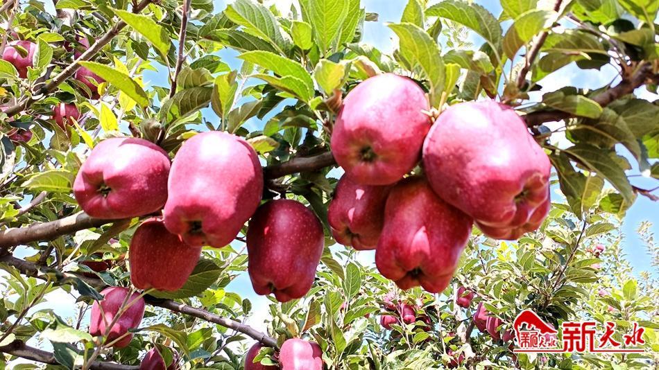 “天水花牛”满山红寄递助力奔四方