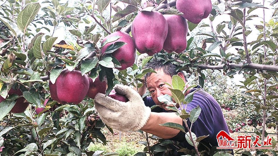 “天水花牛”满山红寄递助力奔四方