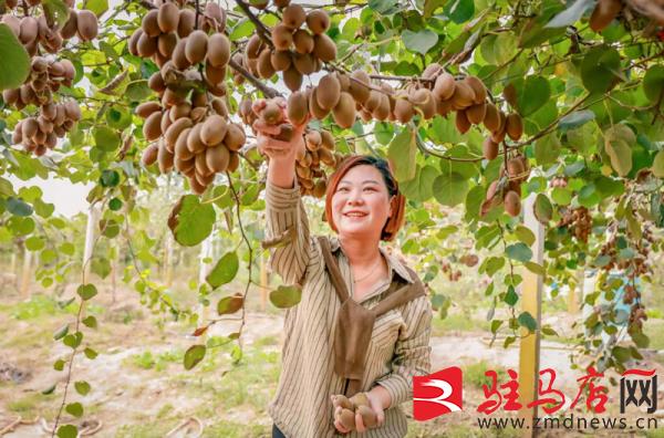 驻马店汝南猕猴桃,小小软枣猕猴桃托起乡村振兴梦