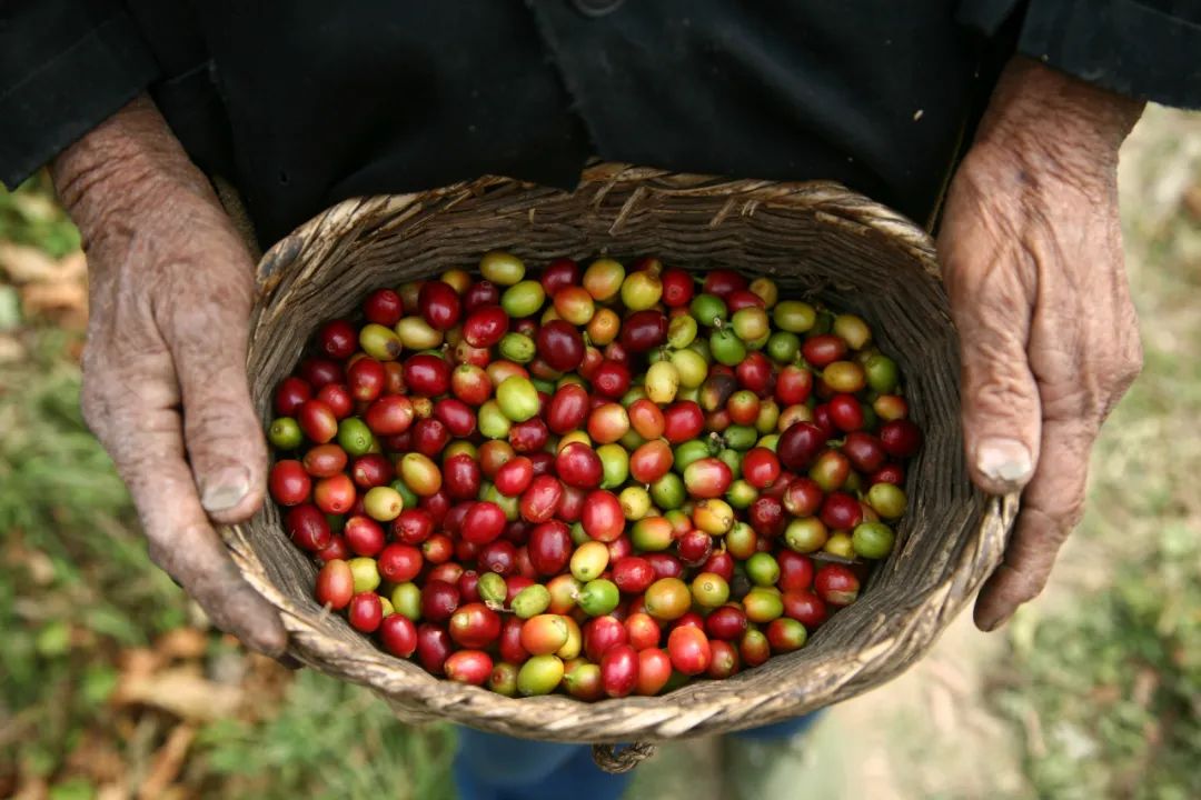 保山小粒咖啡市场前景,保山小粒咖啡专卖店