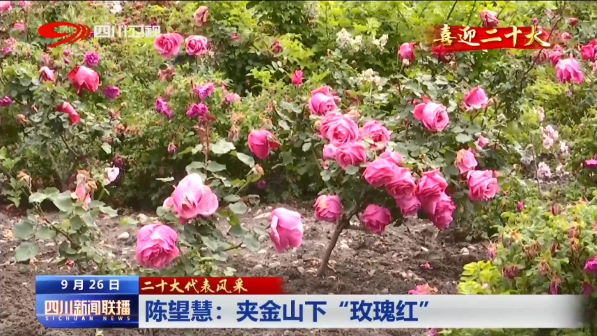 四川新闻联播丨二十大代表风采：带领乡亲们走上致富路