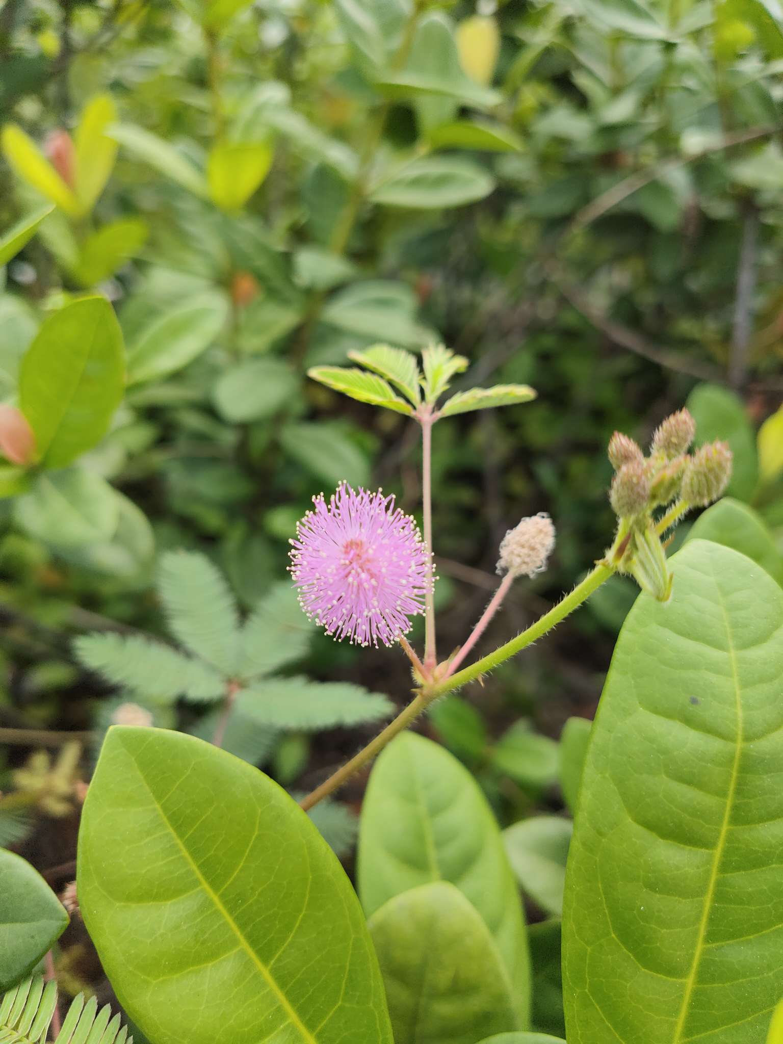 新线组,新型台钓线组