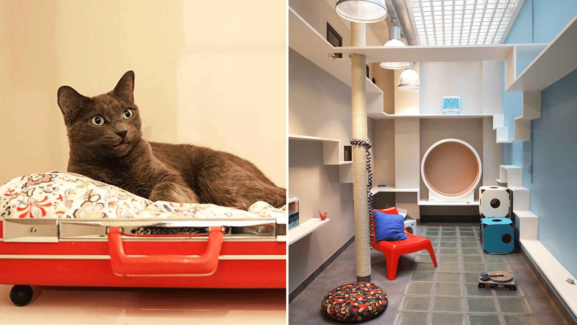 独生子女护理假，来了/奈雪海底捞，联手出新品