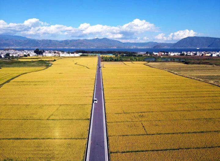 昆明最美的秋天,别眨眼带你看花海