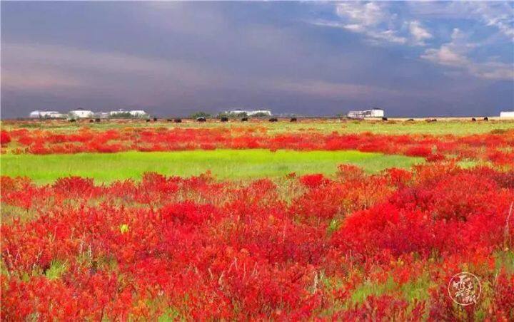 昆明最美的秋天,别眨眼带你看花海