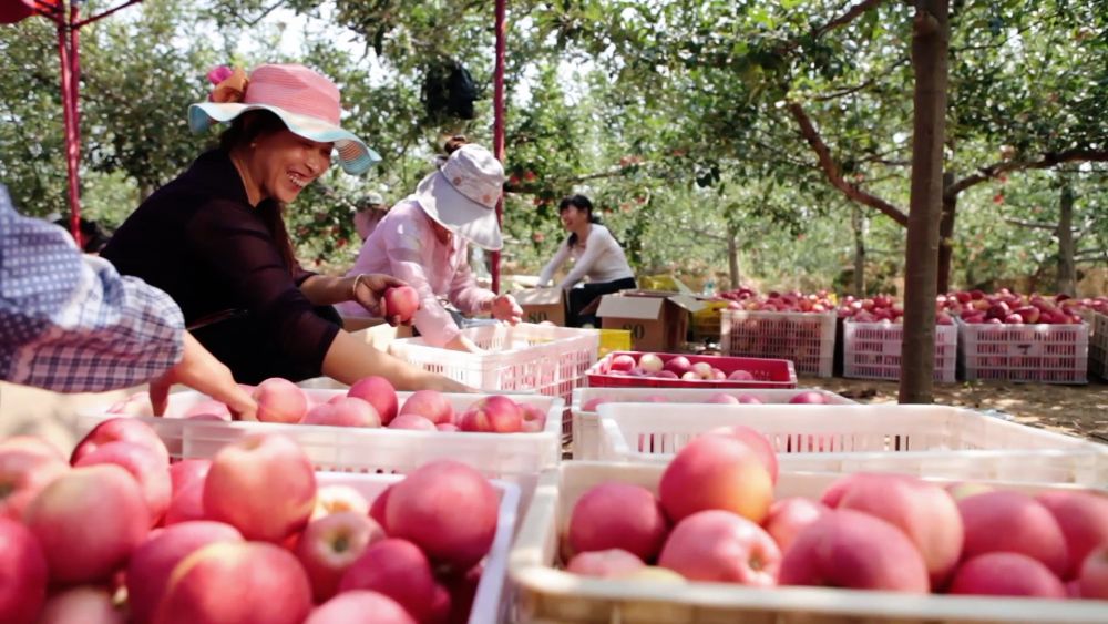 大型政论片新时代答卷观后感,大型政论片免费观看