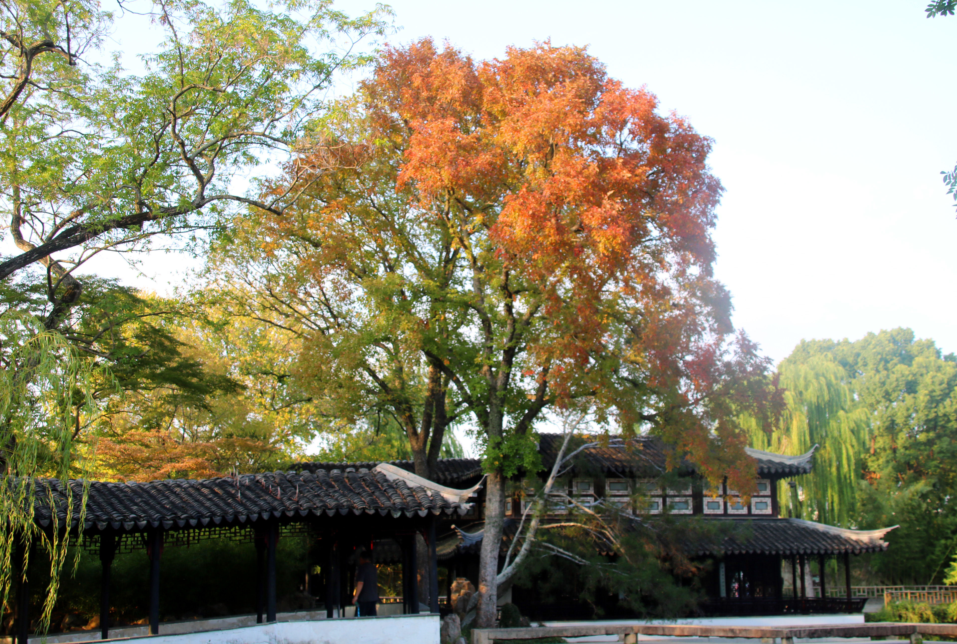 拙政园秋色毕致中,苏州秋色拙政园美景