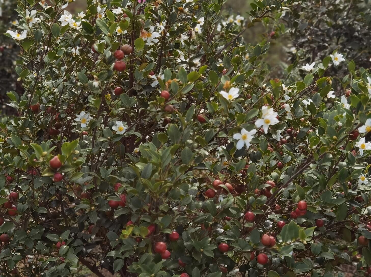 漫山飘香结金果万亩油茶迎丰收,千亩油茶基地花开满山