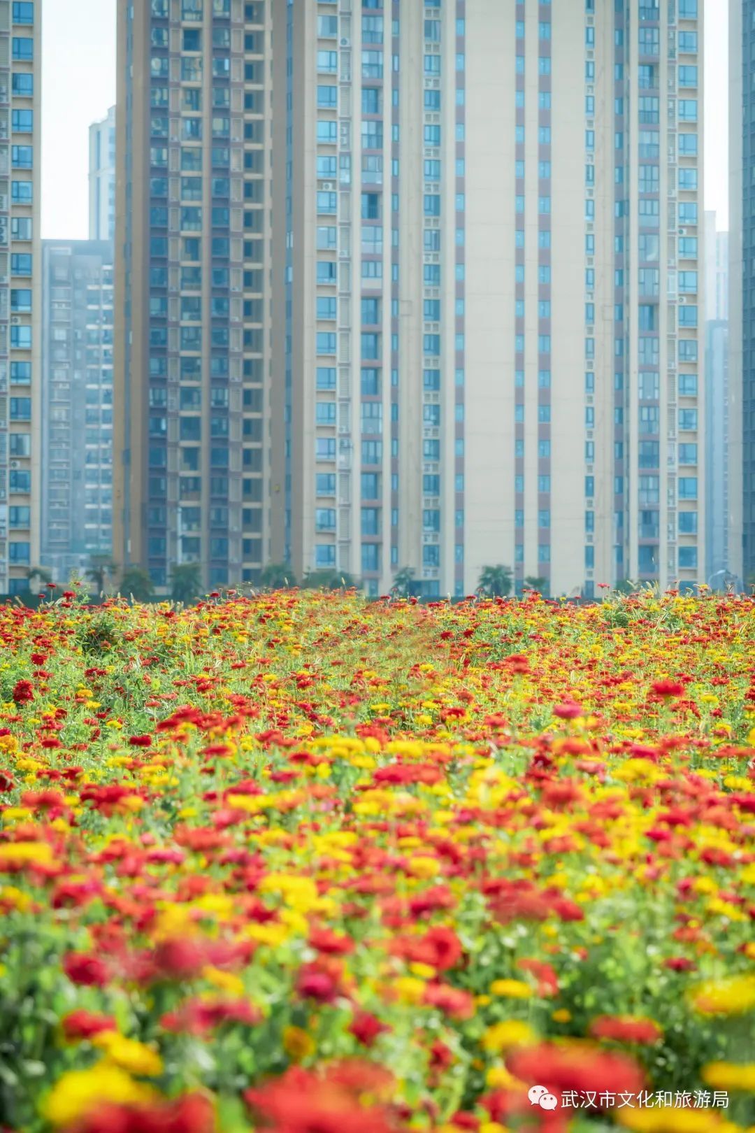 怎么拍一片花海,一片花海怎么拍
