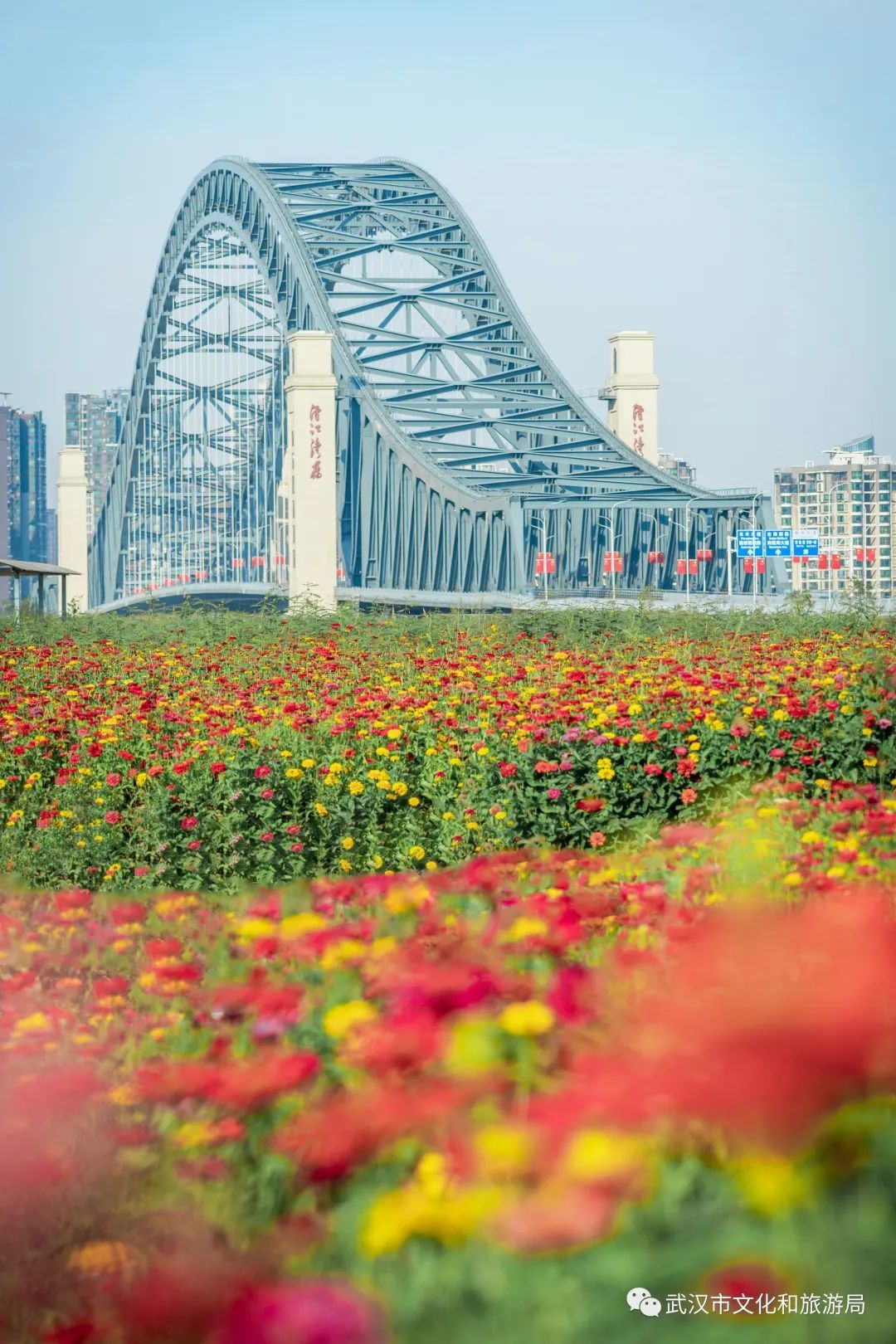 一片花海怎么拍,怎么拍一片花海