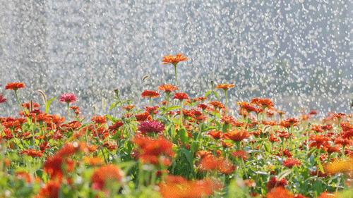 一片花海怎么拍,怎么拍一片花海