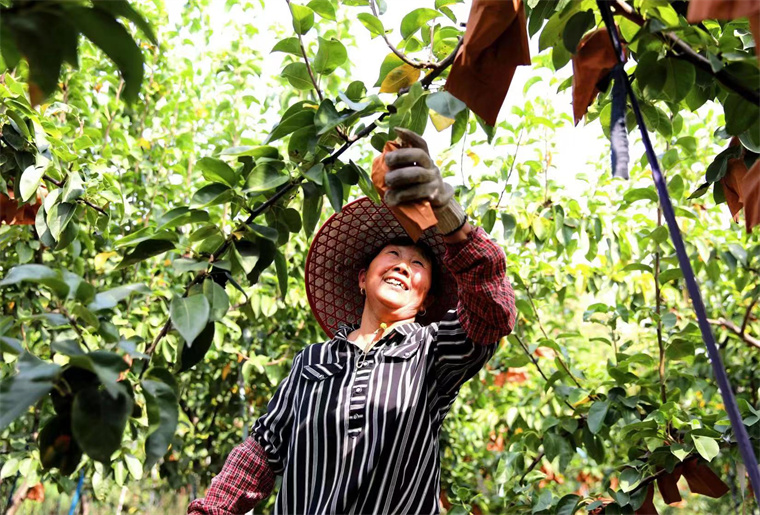 叶集区乡村振兴新闻,乡村振兴行动在路上