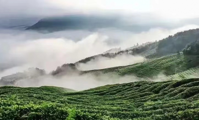 被忽视的凤鸣毛尖,被人们忽视的一款茶叶茶沫