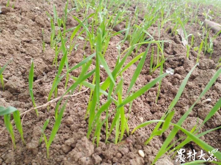 从400人种地到20人种地，后曹村的种植模式变了