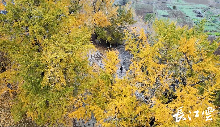 随州千年银杏谷11月能观赏吗,2018随州银杏谷观赏时间