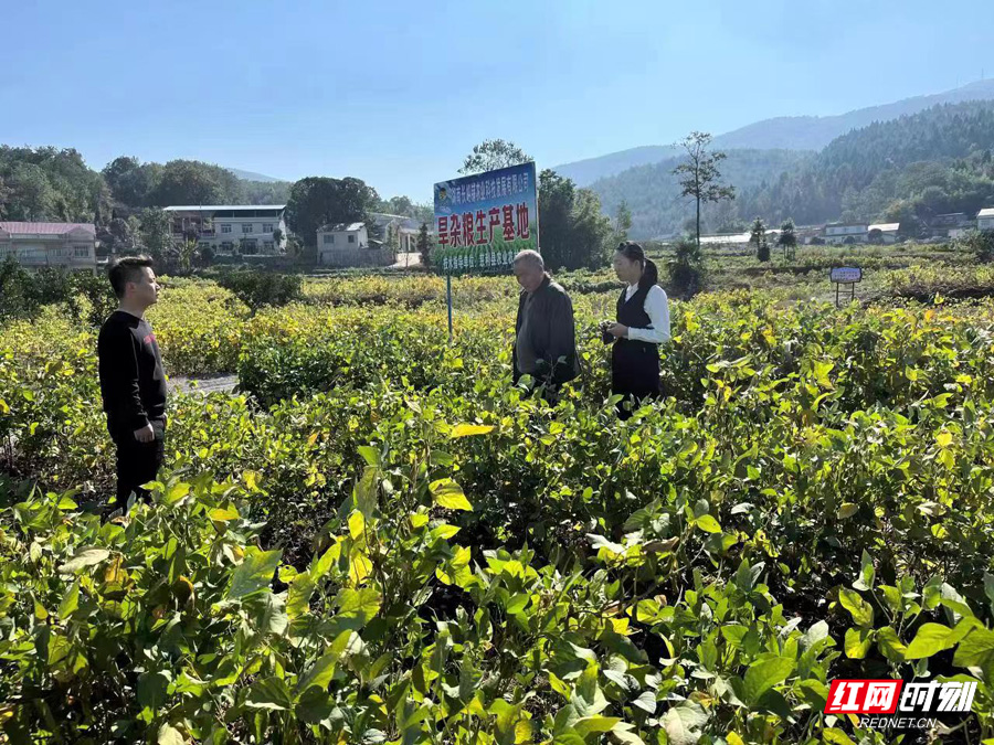 张家界基层*党**建工作优秀实践创新案例：慈利县农学博士团队服务站助力“三农”新发展