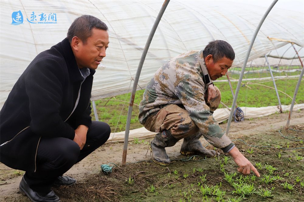 探索致富产业描绘乡村振兴新图景,以特色产业发展引领乡村全面振兴