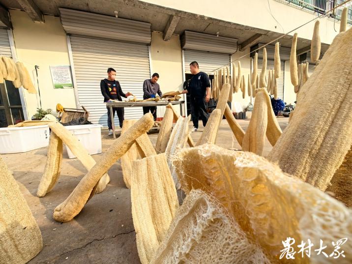 新丝路白玉丝瓜,丝瓜种植年收入8000万
