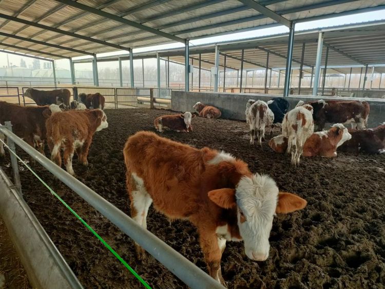 壮大村集体经济临淄探秘｜年增收50万元“一头牛”给金岭南村带来的致富路