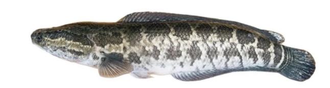 海大百容鲫价格,海大百容水产种苗