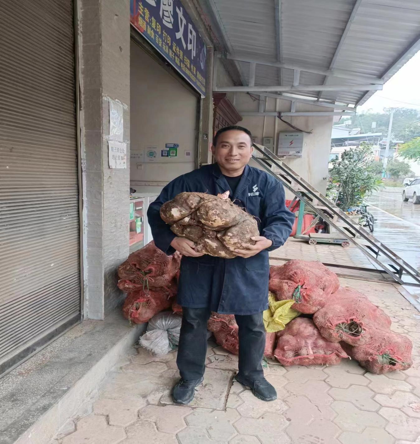 魔芋种植致富故事,云南种魔芋一亩赚多少钱