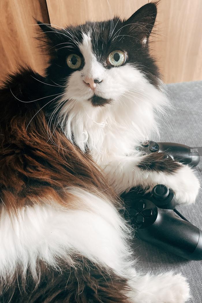 触乐问触乐·兔年篇