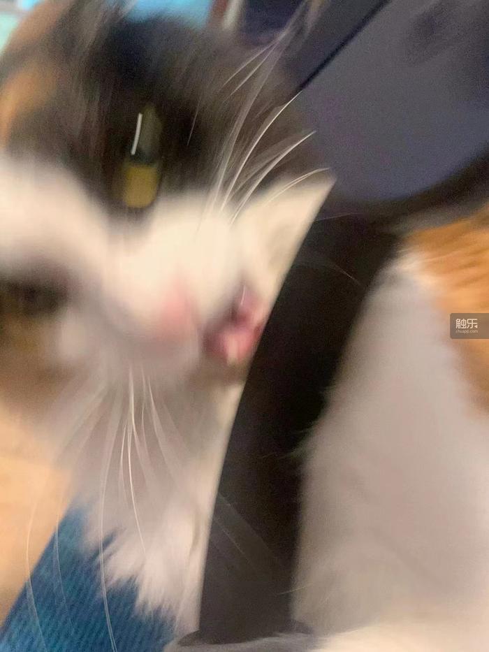 触乐问触乐·兔年篇