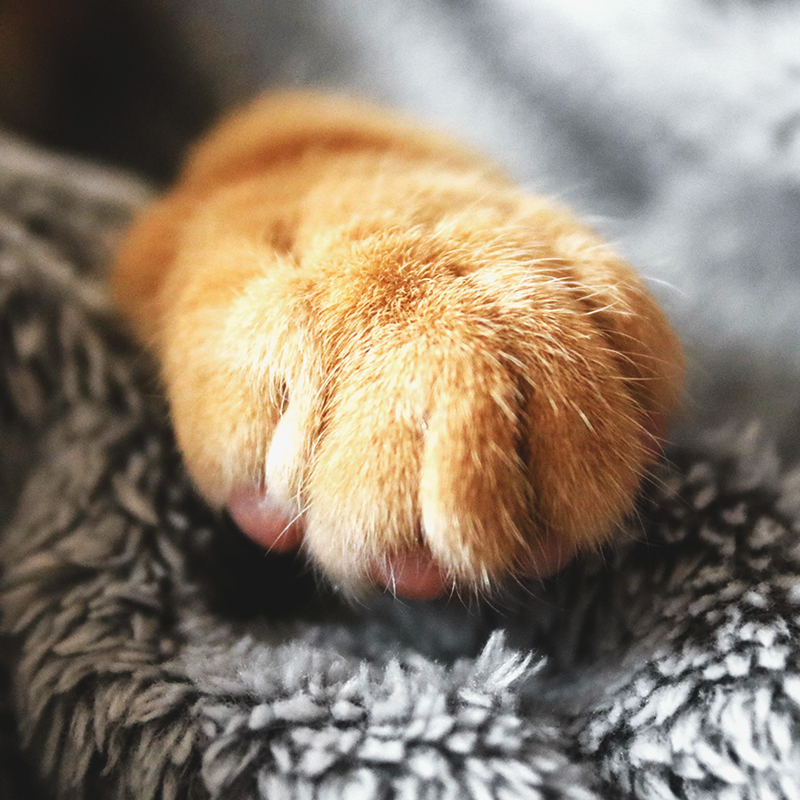 毛孩子掉毛如何处理,毛孩子掉毛怎么清理