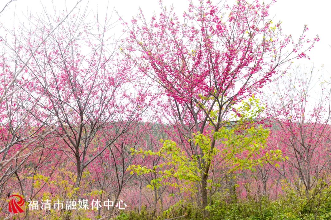 福清看樱花的地方,福清樱花圣地