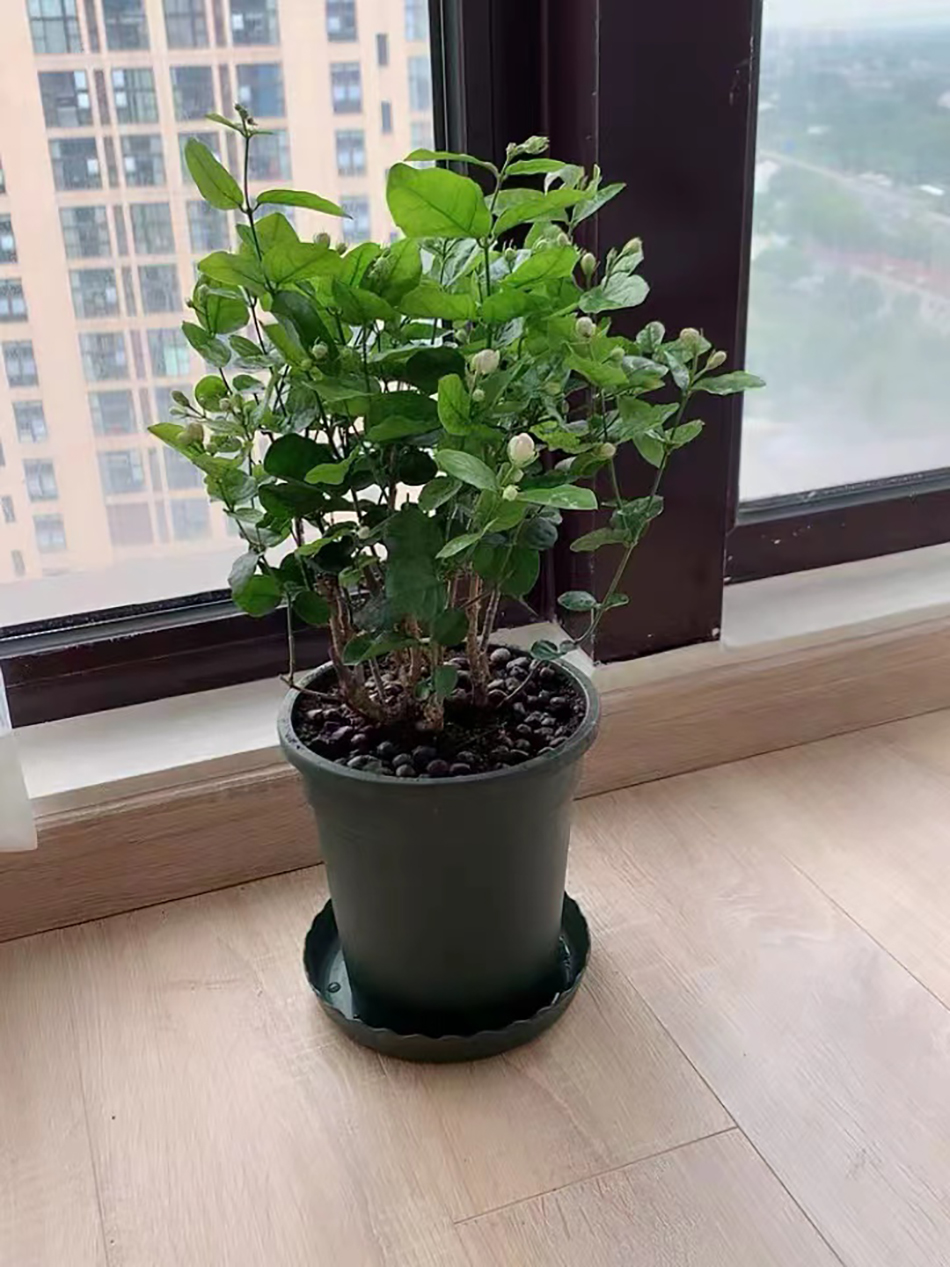 38岁单身高校教师被催婚15年，因父母不给经济支持买不起房，条件悬殊没能和喜欢的女孩结婚