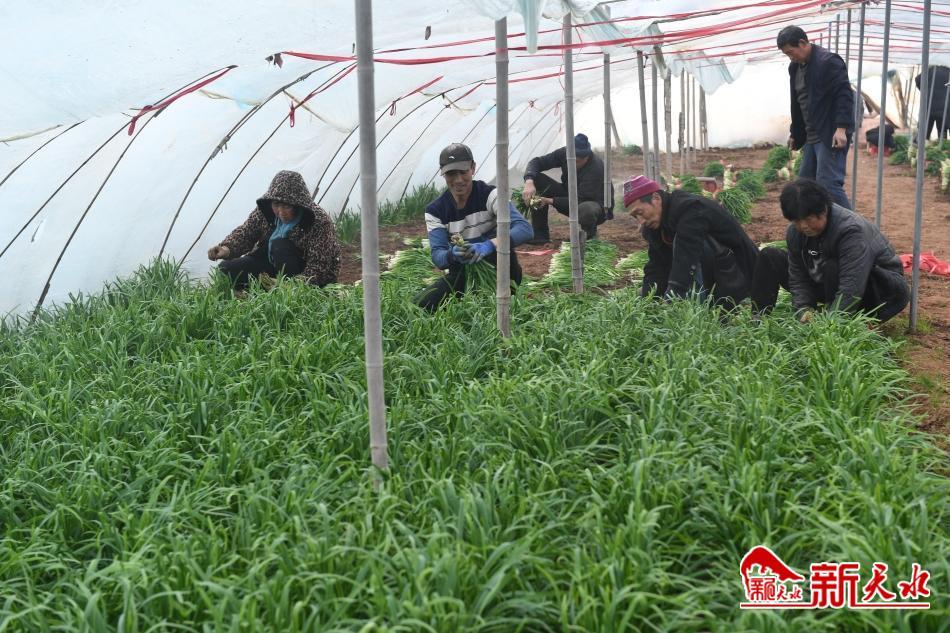 奋进春天里迎来开门红,武山秧歌开门红