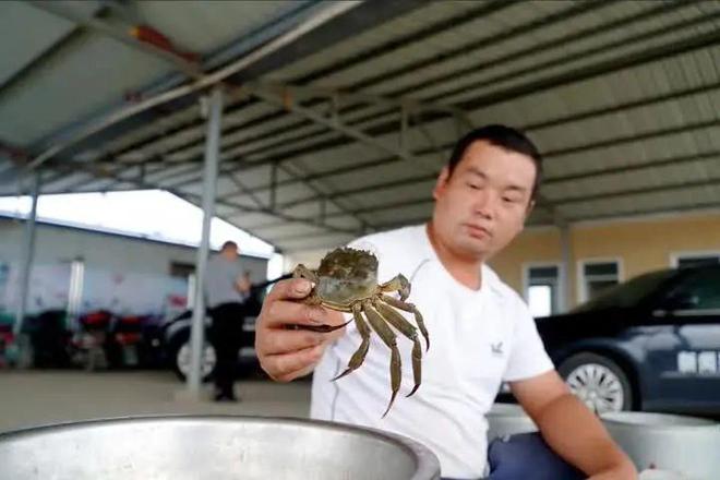 蟹苗怎么选成活率高,蟹苗养殖技术与方法