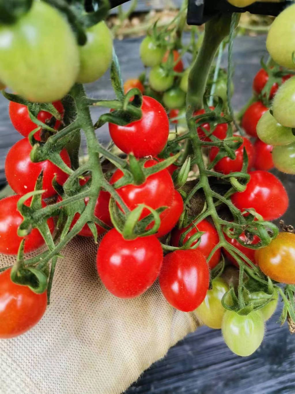 青岛农村创业项目推荐,青岛农村贷款项目