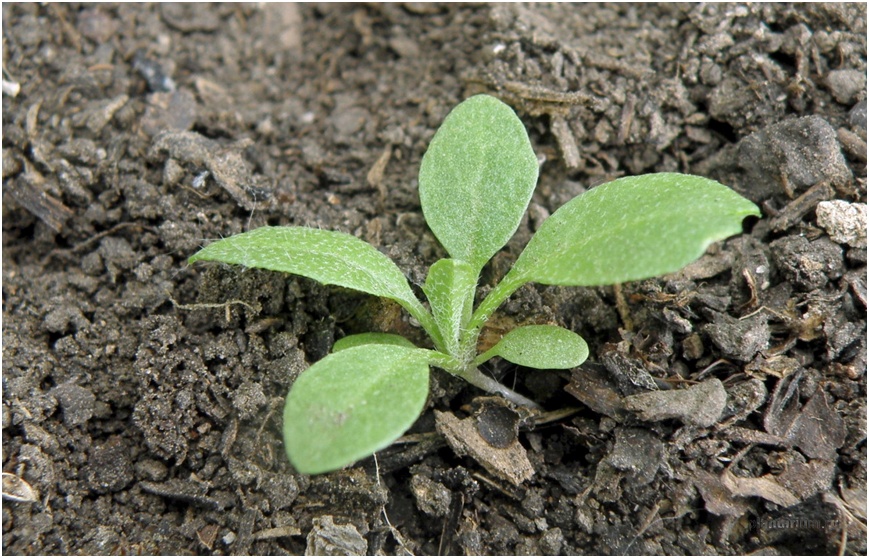 荠菜种植正确做法,怎么种荠菜的最简单方法