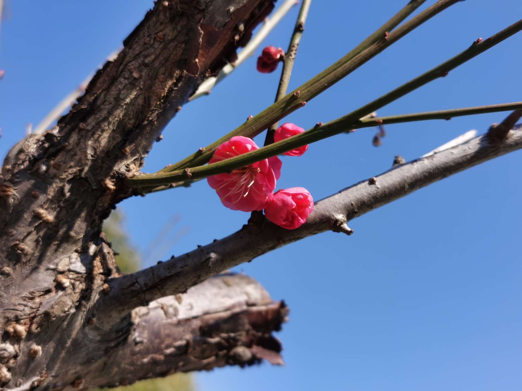无双鲤刚劲版钓鱼竿,无双鲤典藏版鱼竿什么样