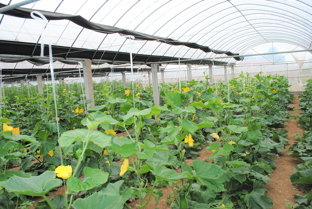 蒙阴县大棚蔬菜种植基地,蒙阴县高效蔬菜大棚