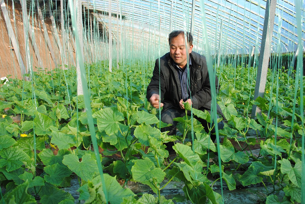 蒙阴县大棚蔬菜种植基地,蒙阴县高效蔬菜大棚
