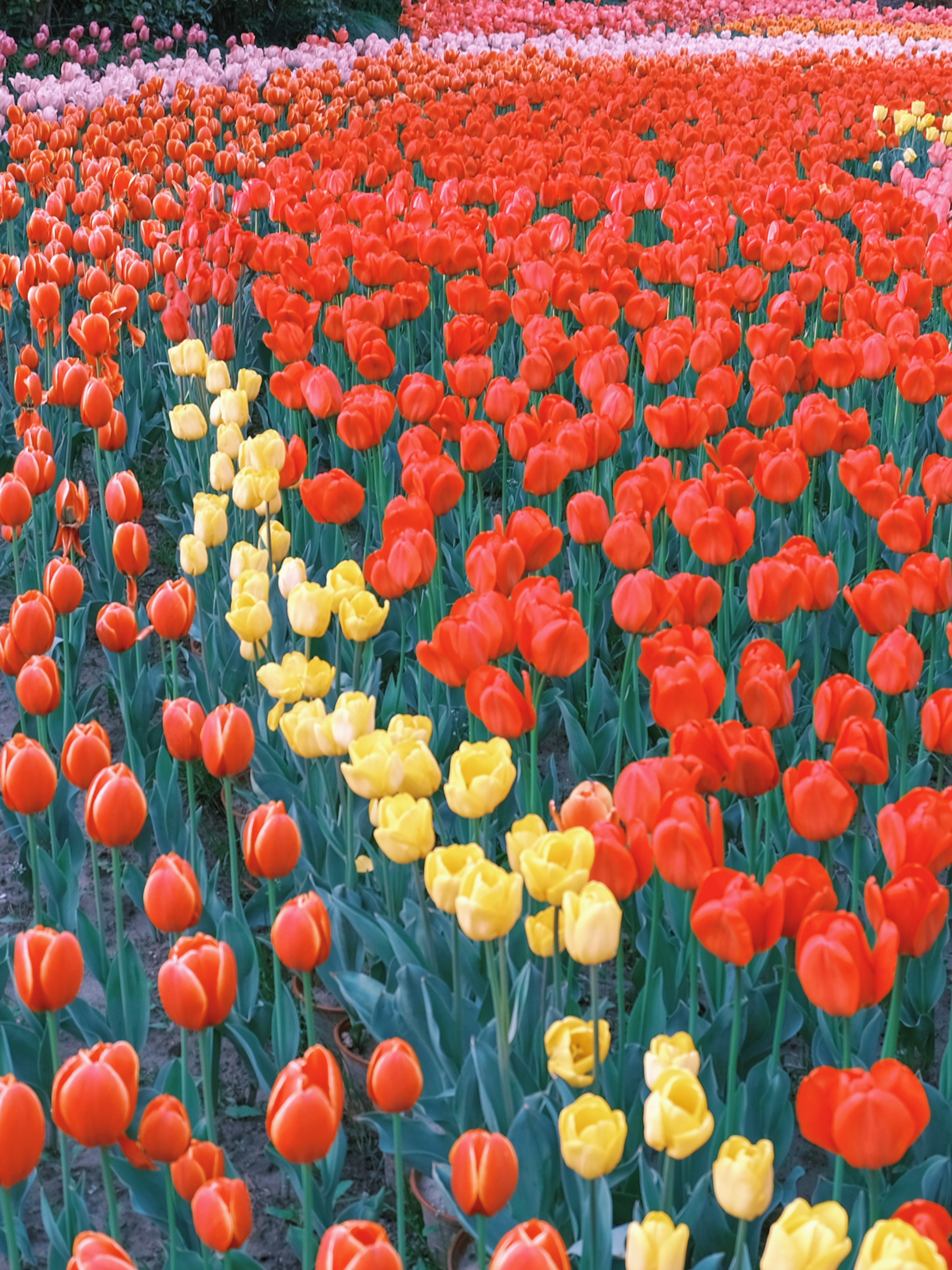 3月赏花全攻略,上班路上赏花走花路