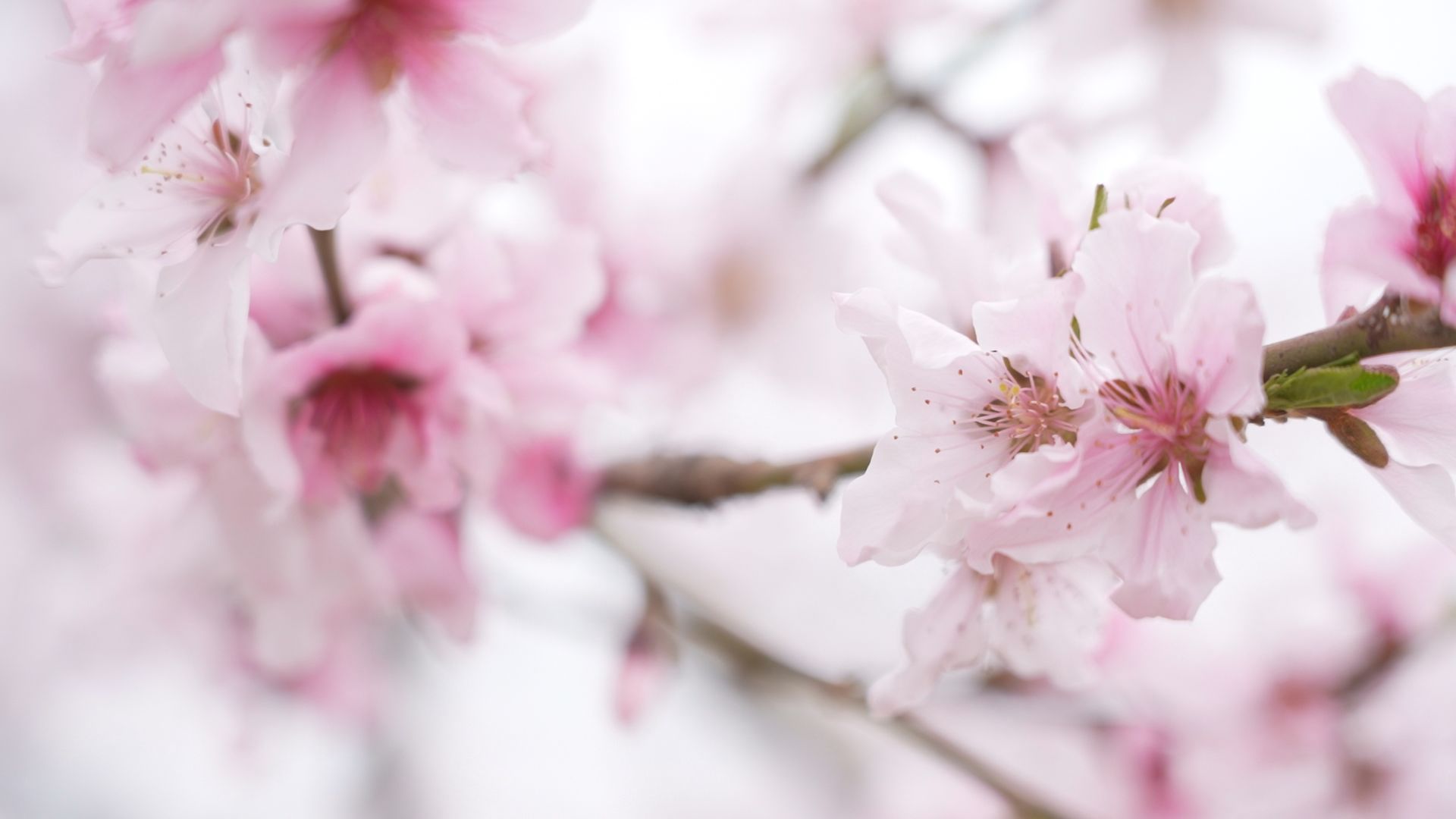 如诗如画最美田园风光,醉人的田园风光让人赏心悦目