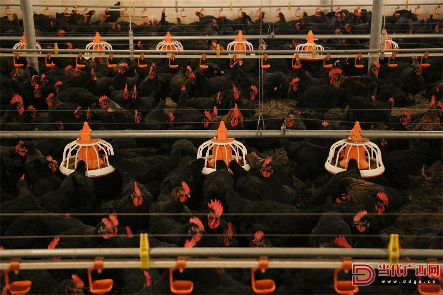 慧慧养鸡,慧慧养鸡视频